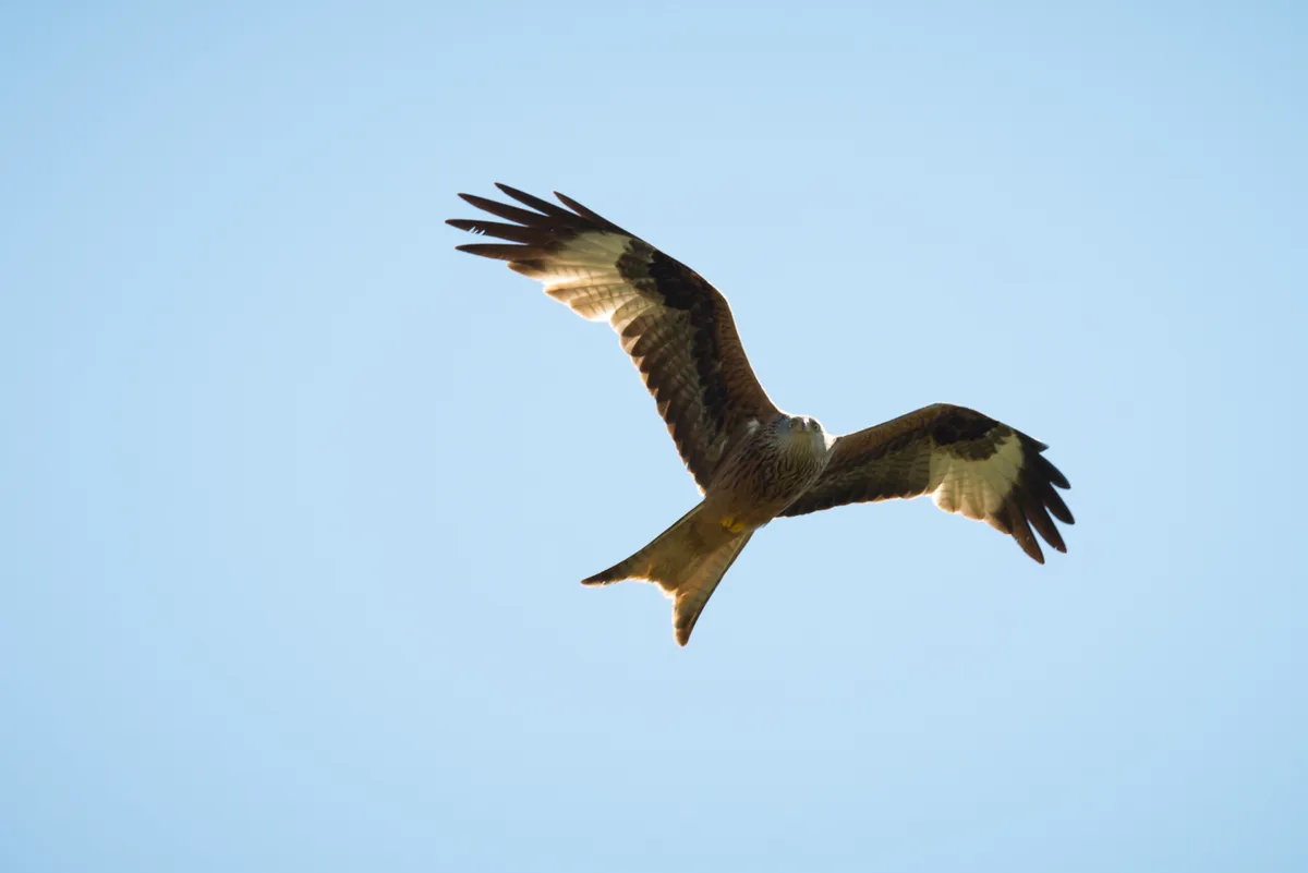 Ein Greifvogel in der Luft.